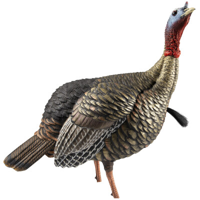 Avian X HDR Jake Turkey Decoy