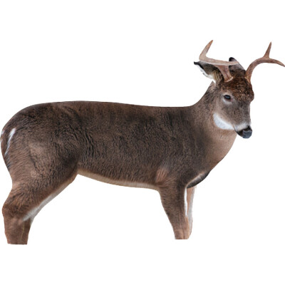 Montana Decoy Co The Freshman Deer Decoy