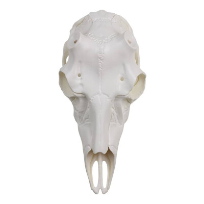 Mountain Mike's Skull Master European Mount Kit for Deer Natural Finish